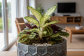 Nexus hexad with Dieffenbachia, Stromanthe, Ctenanthe and Maranta in ceramic creating harmony