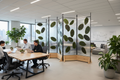 Zen divider with Calathea and Chinese Evergreen panels in collaborative open plan office